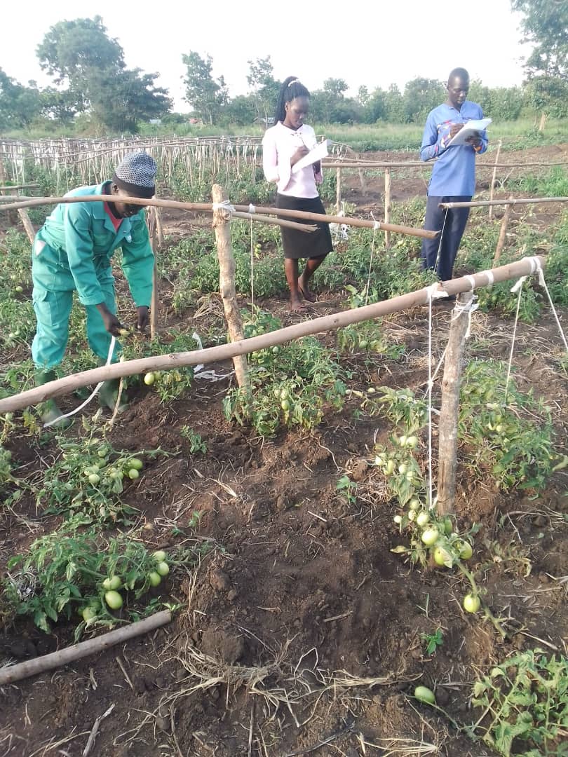 Students in a tomato garden